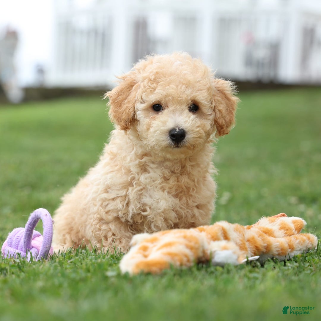 Bichpoo dogs for sale: Tyson - Image 3
