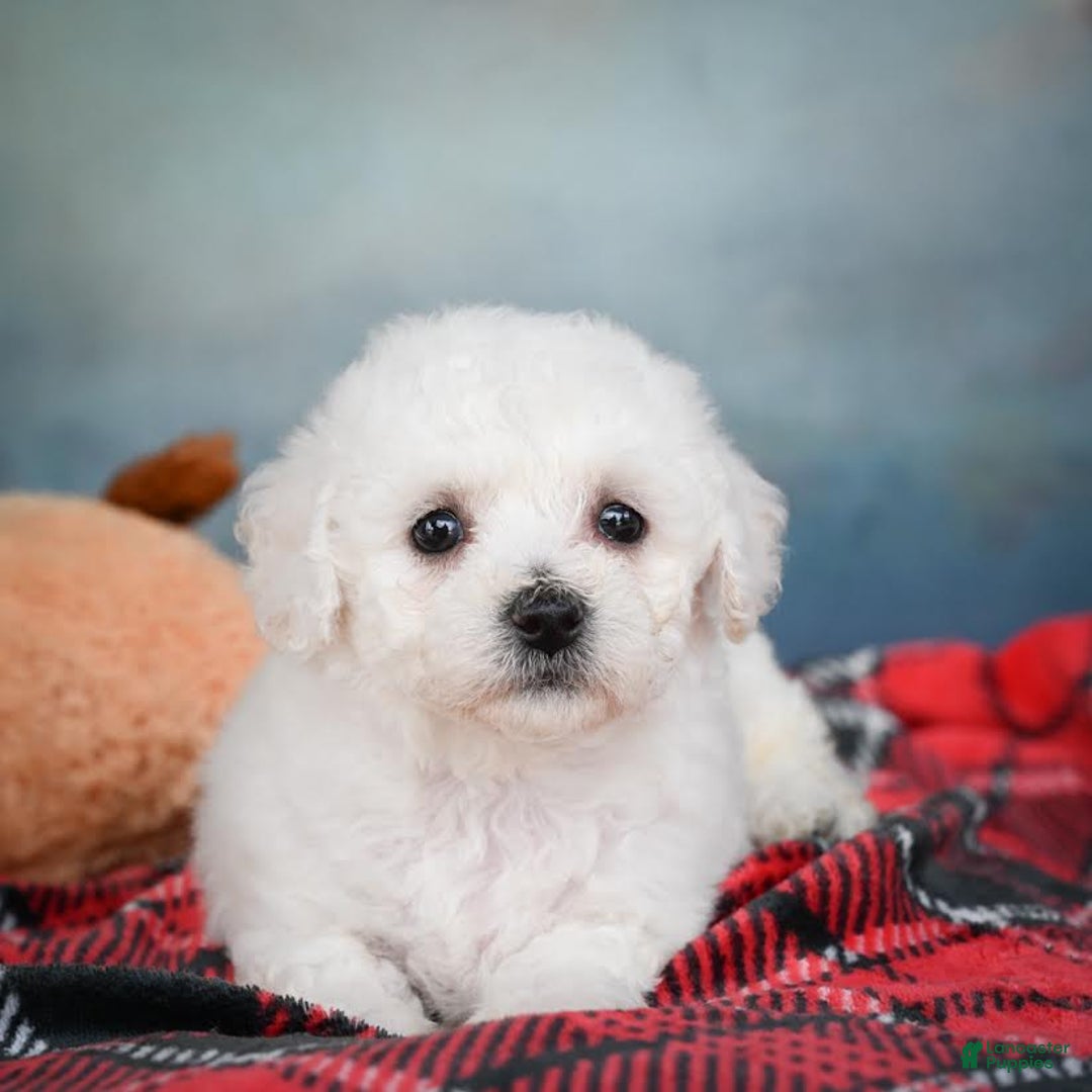 Bichon Frise dogs for sale: Sophia - Image 4