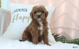 Goldendoodle dogs for sale: Kylie - Image 2