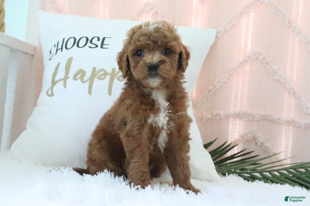 Goldendoodle dogs for sale: Kylie - Image 2