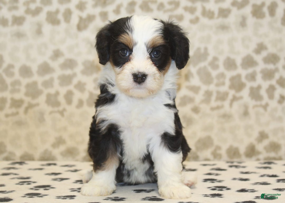 Mini Bernedoodle dogs for sale: Mini Bernedoodle 9 puppies - Image 4