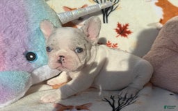 French Bulldog dogs for sale: Chris - Image 2