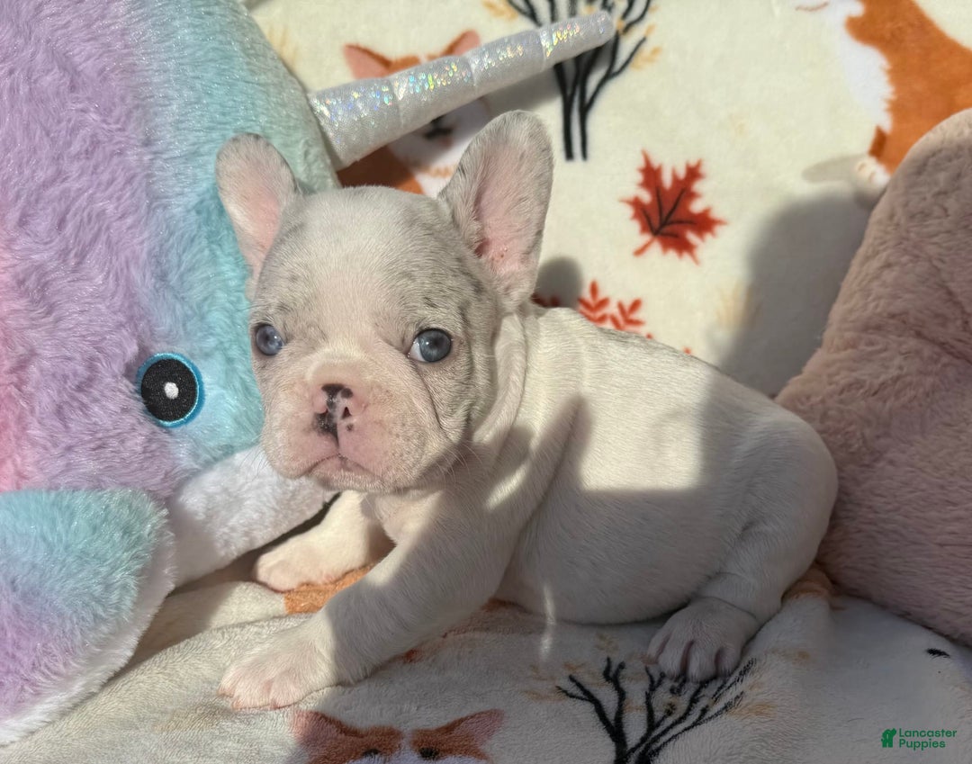 French Bulldog dogs for sale: Chris - Image 2
