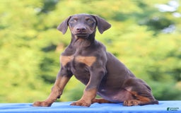 Doberman Pinscher dogs for sale: Rosie - Image 5