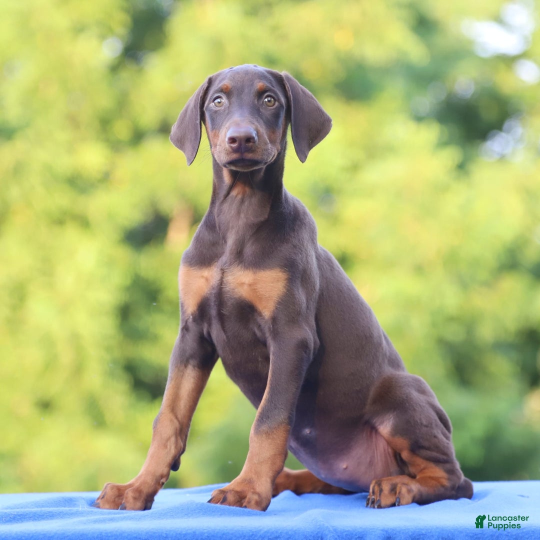 Doberman Pinscher dogs for sale: Rosie - Image 5