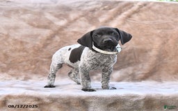 German Shorthaired Pointer dogs for sale: Miami - Image 4