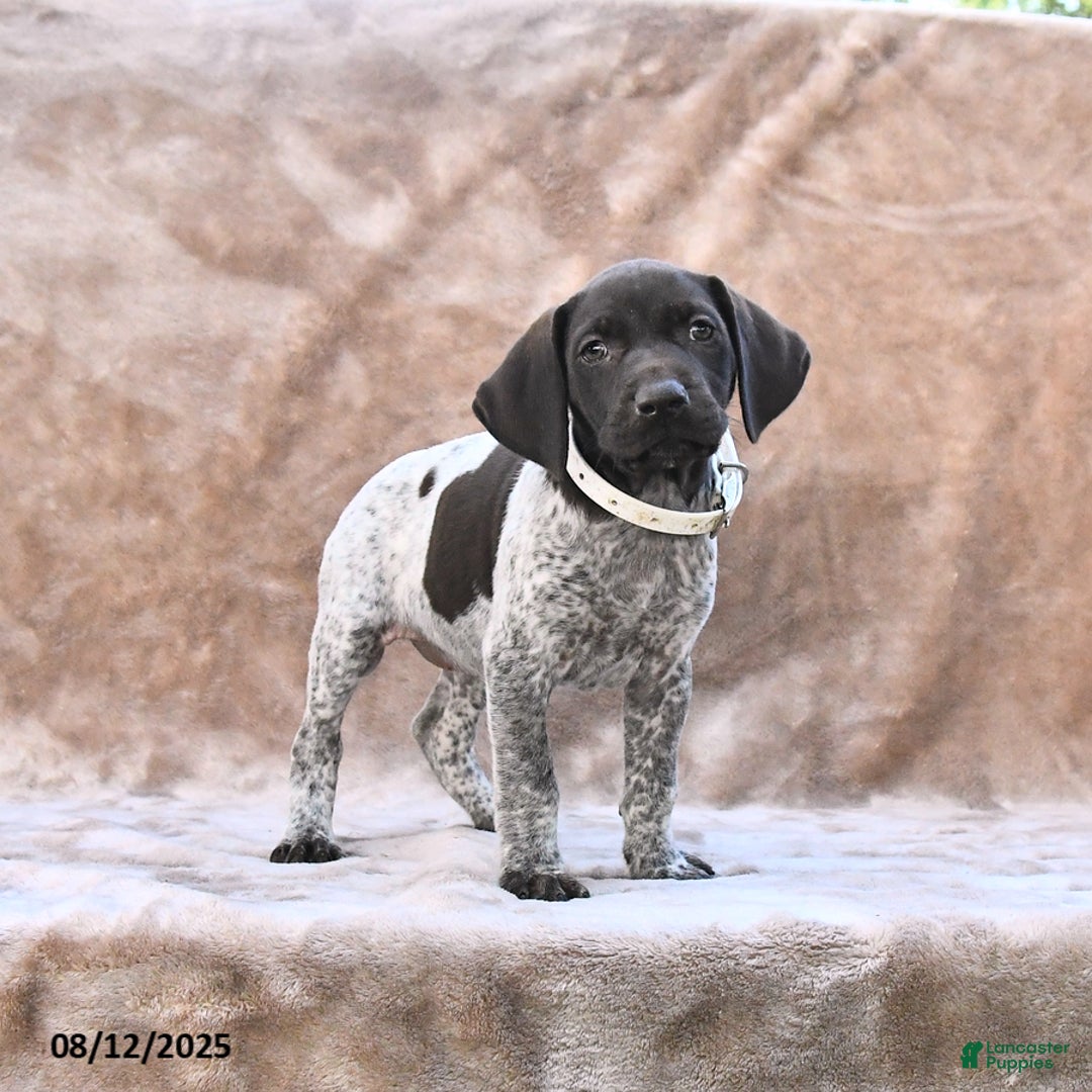 German Shorthaired Pointer dogs for sale: Miami - Image 4