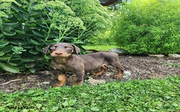 Doberman Pinscher dogs for sale: Duke - Image 1