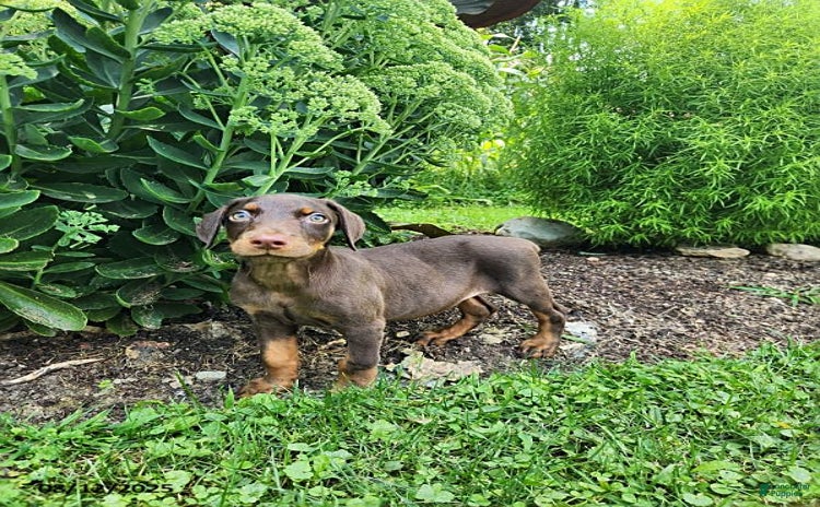 Doberman Pinscher dogs for sale - Ad 4