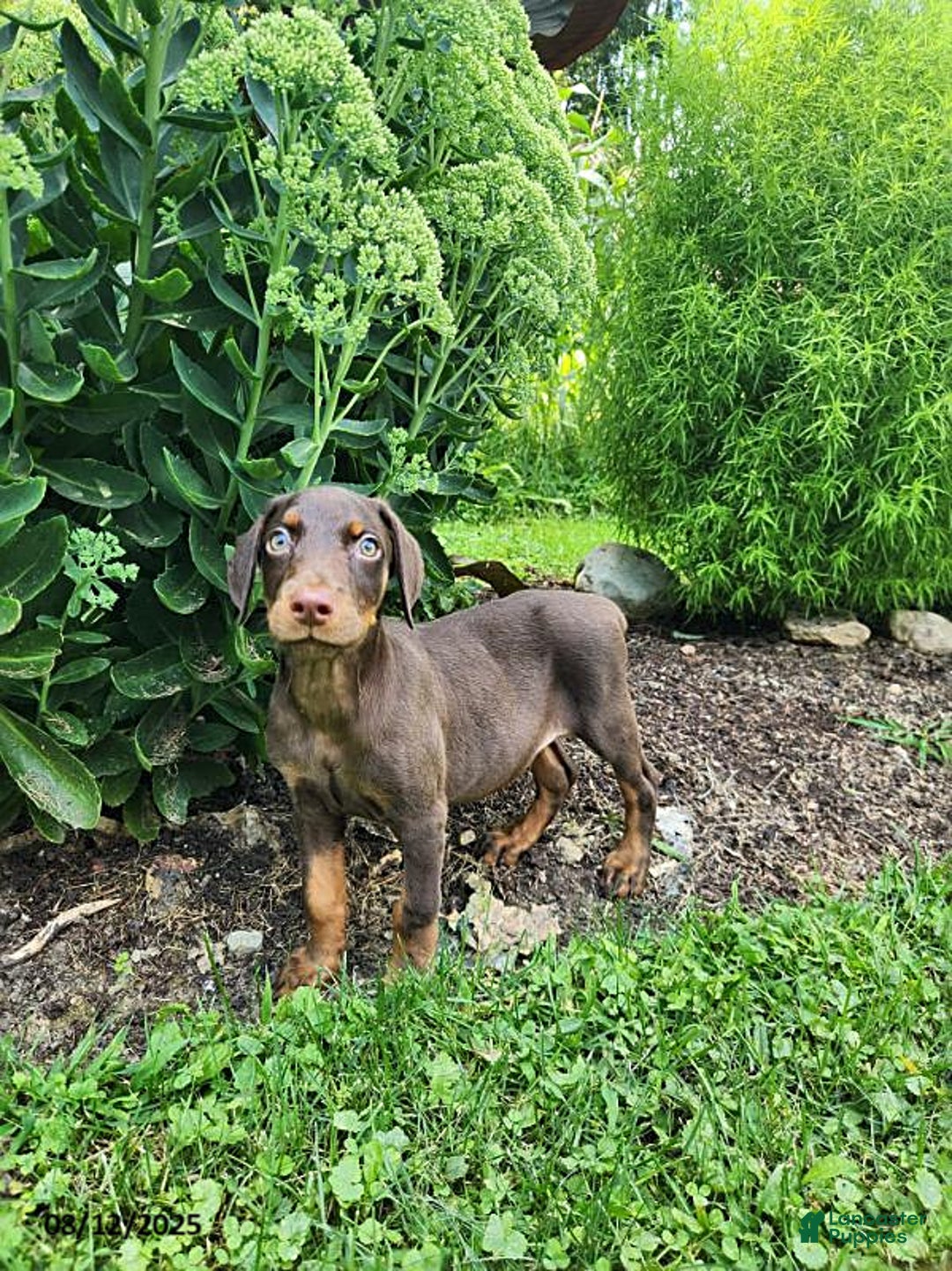 Doberman Pinscher dogs for sale: Duke - Image 1
