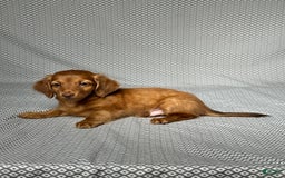 Miniature Dachshund dogs for sale: Kevin - Image 2