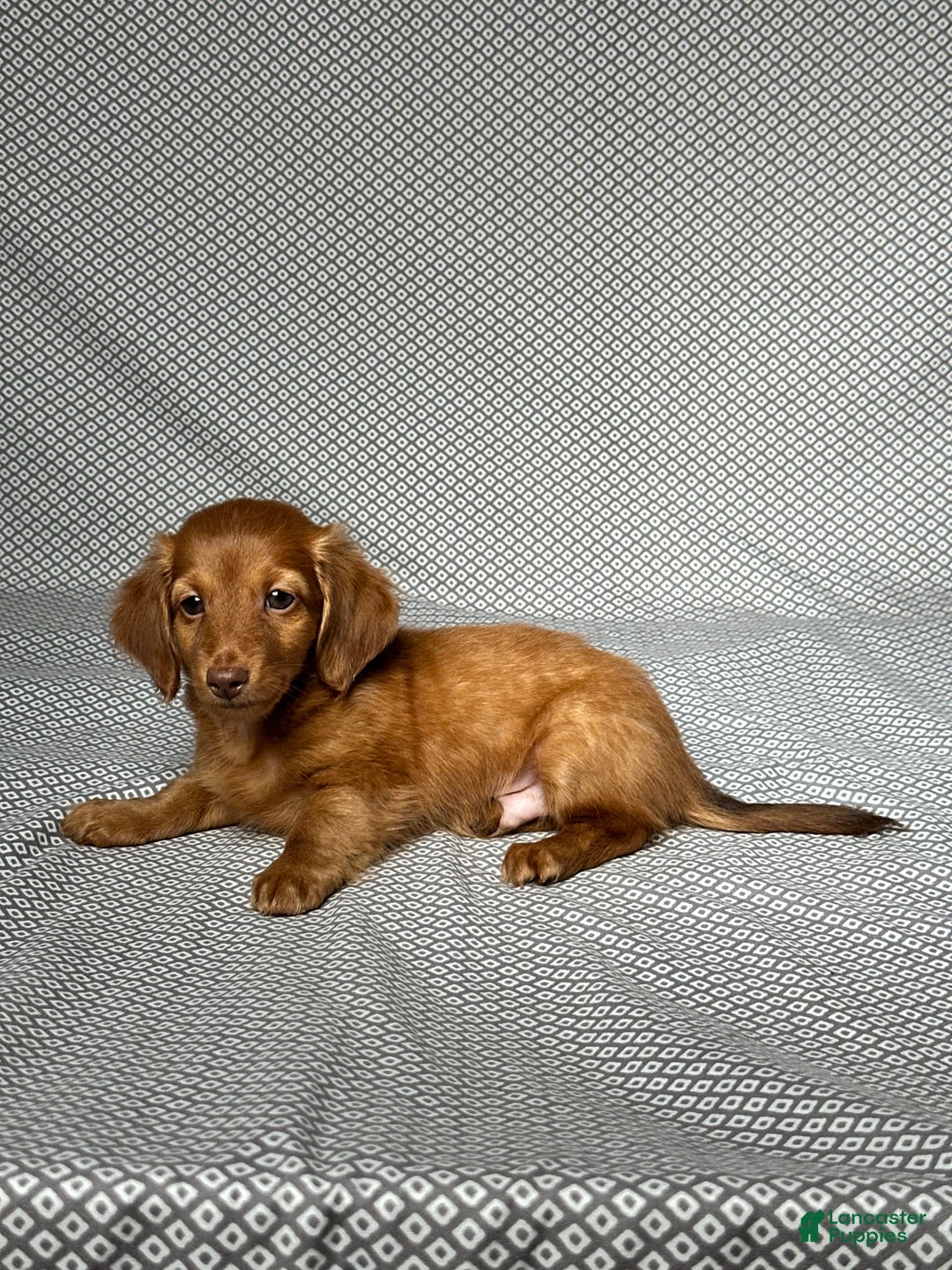 Miniature Dachshund dogs for sale: Kevin - Image 2