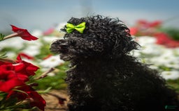 Toy Poodle dogs for sale: Toy Poodle 4 puppies - Image 17