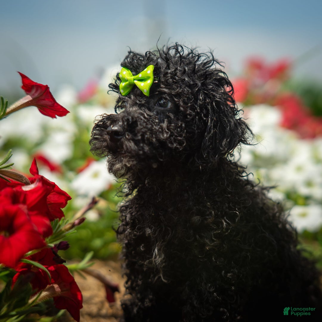 Toy Poodle dogs for sale: Toy Poodle 4 puppies - Image 17