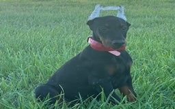 Doberman Pinscher dogs for sale: Jax - Image 4