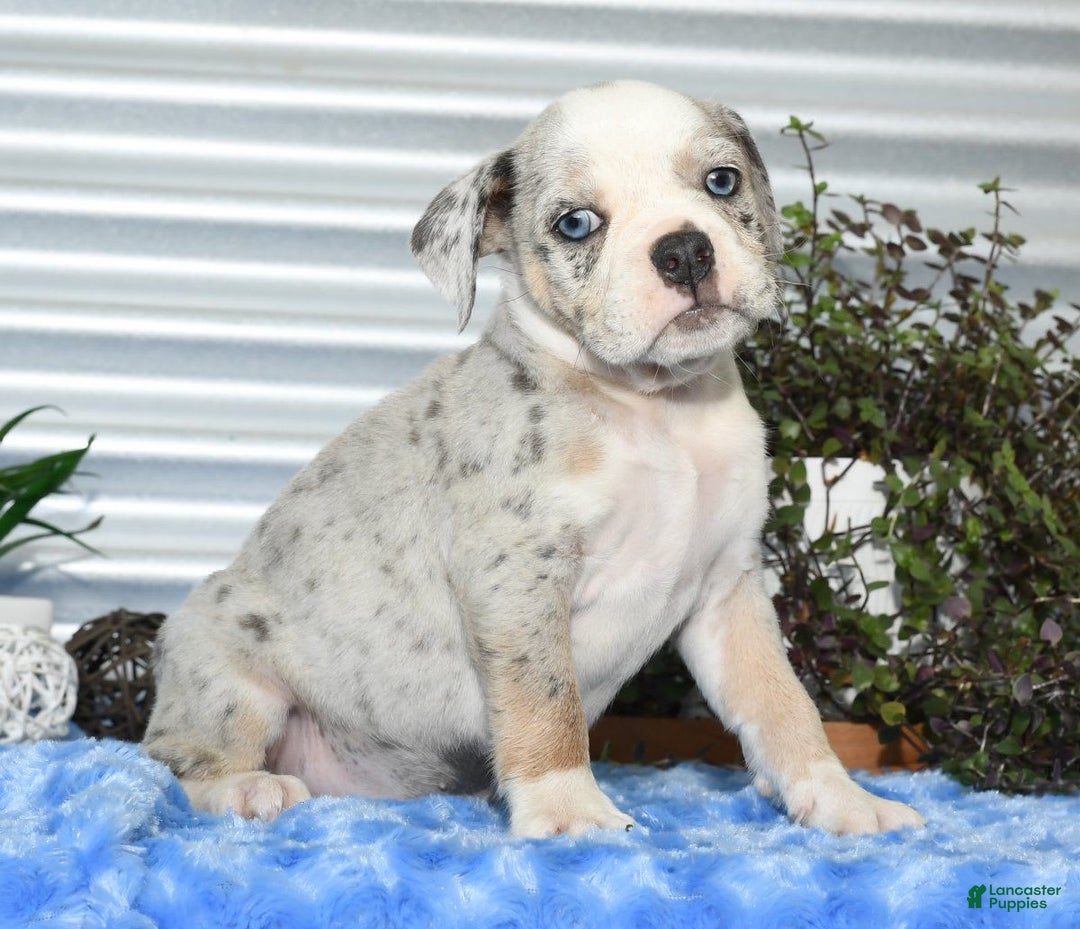 Beabull dogs for sale: Kelly - Image 3