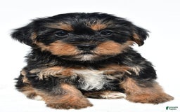 Shorkie dogs for sale: Wyatt - Image 2