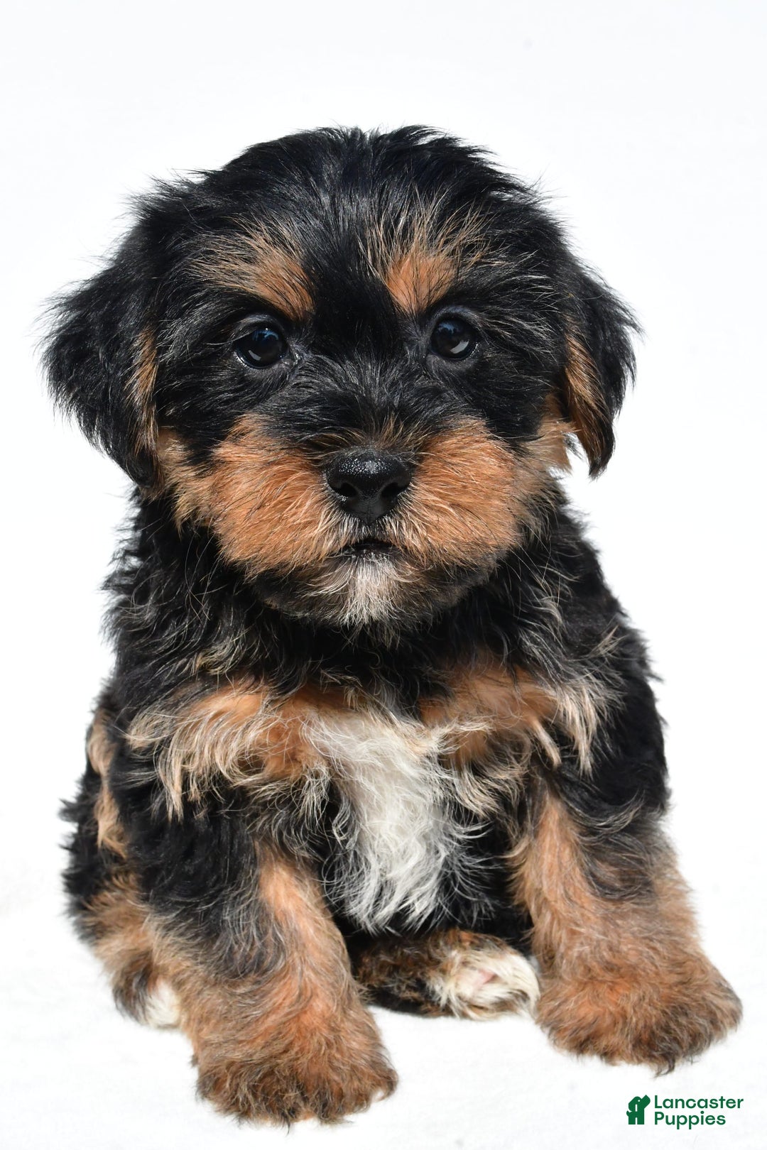 Shorkie dogs for sale: Wyatt - Image 2