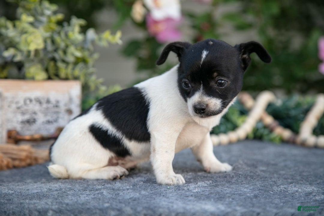 Chihuahua dogs for sale: Twinkie - Image 1