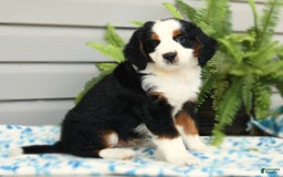 Bernedoodle dogs for sale: Pepper - Image 6