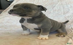 American Bully dogs for sale: Big Boy - Image 2