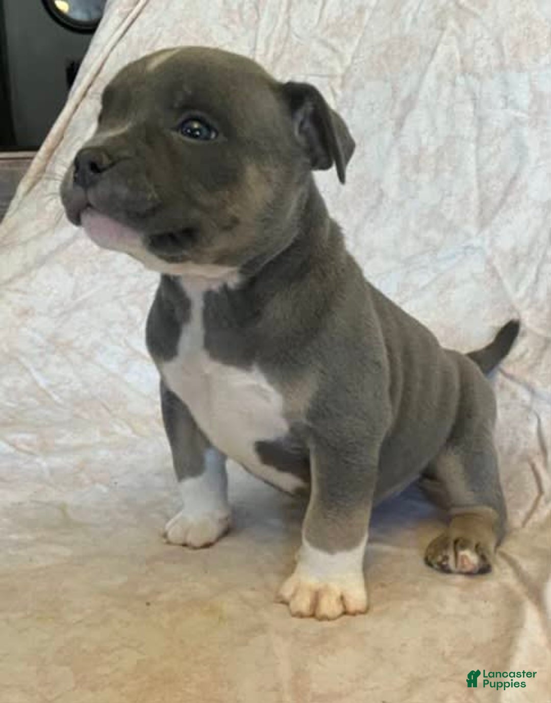 American Bully dogs for sale: Big Boy - Image 2