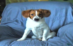 Papillon dogs for sale: Captain - Image 2