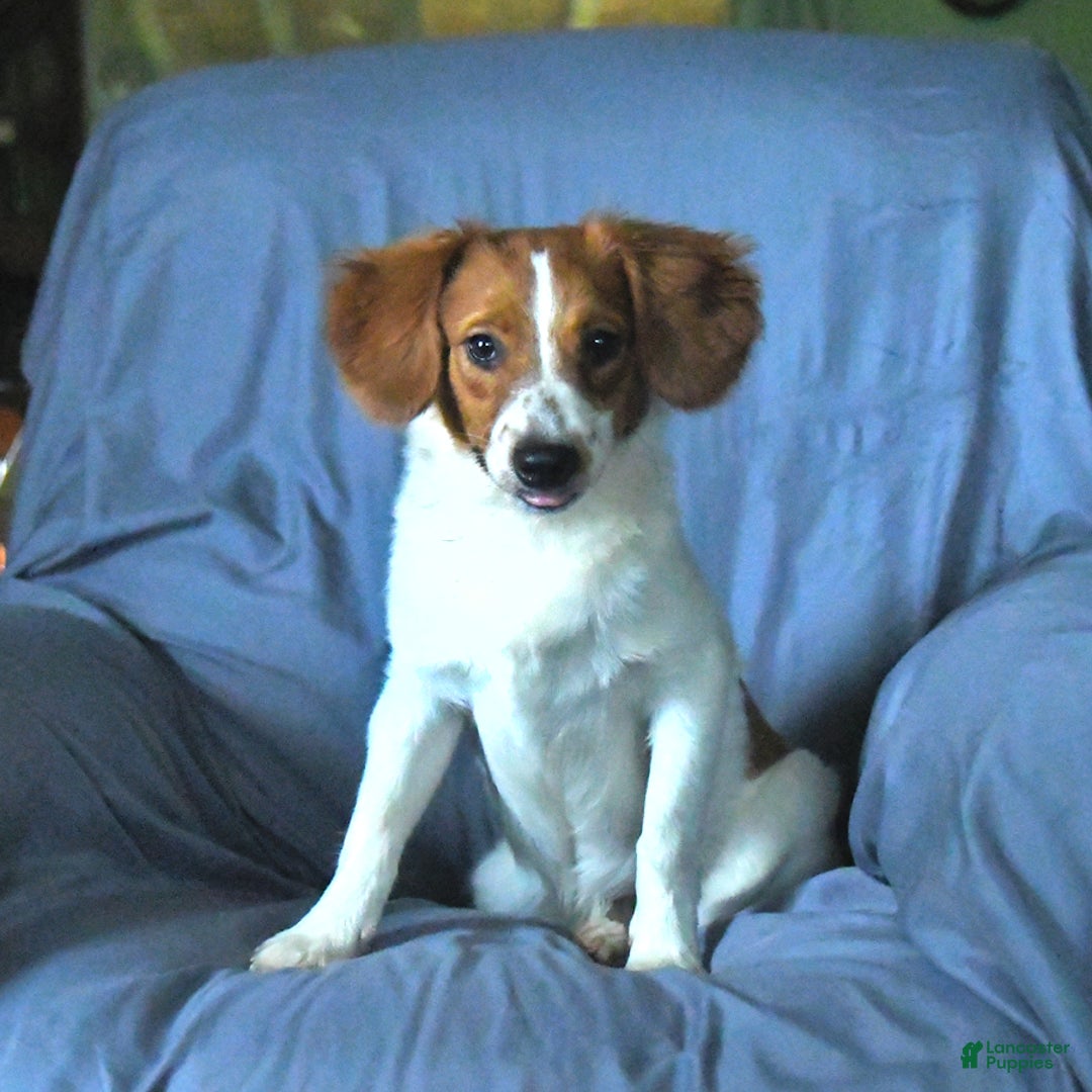 Papillon dogs for sale: Captain - Image 2