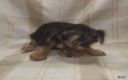 Yorkshire Terrier dogs for sale: Odie - Image 6