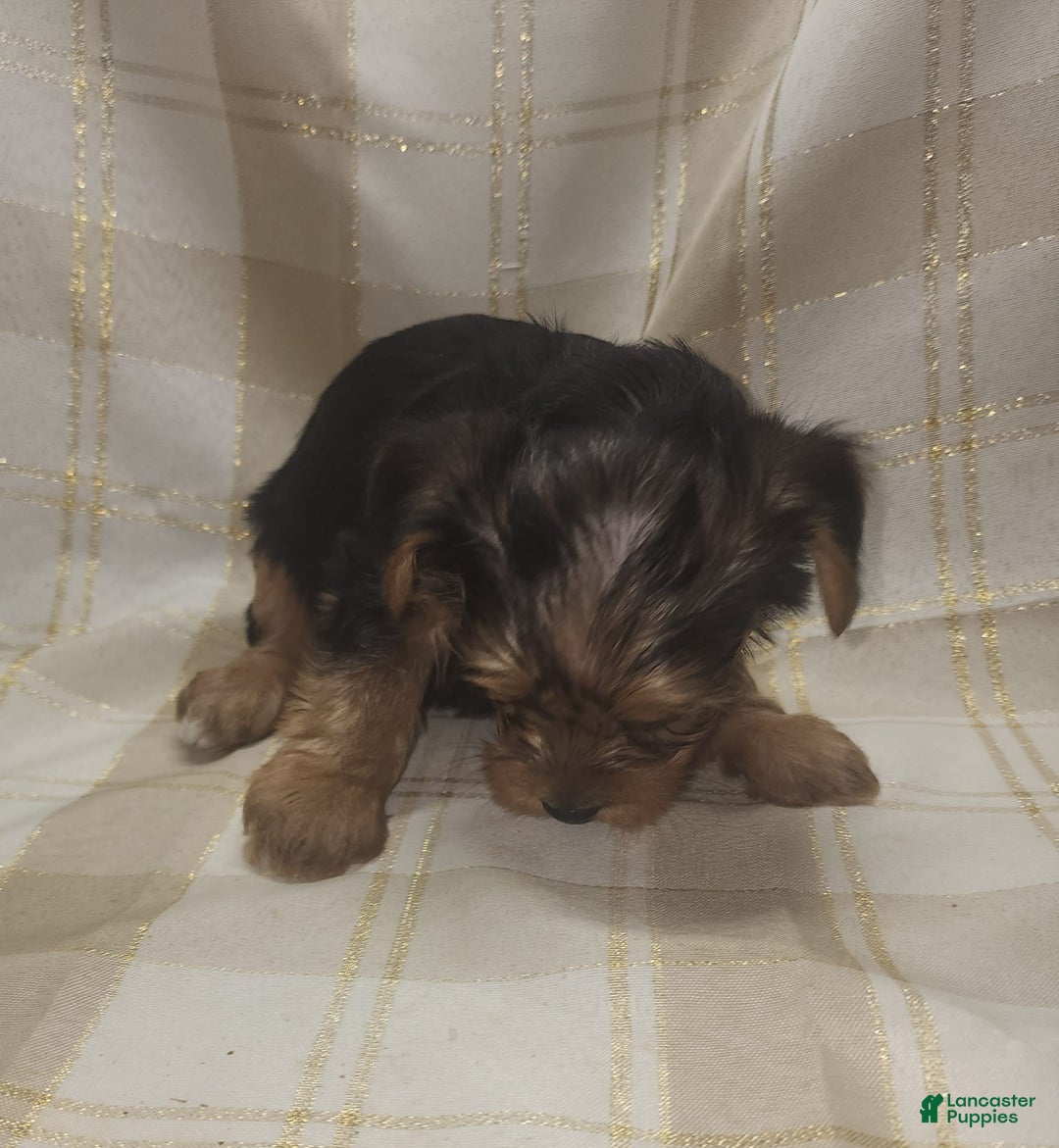 Yorkshire Terrier dogs for sale: Odie - Image 6
