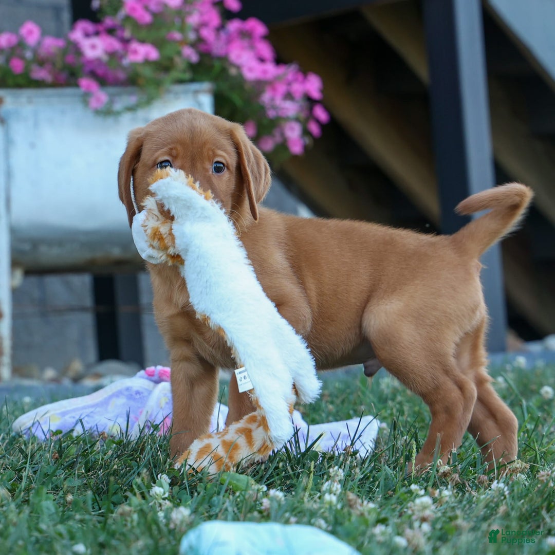 Labrador Retriever dogs for sale: Red Fox George - Image 1