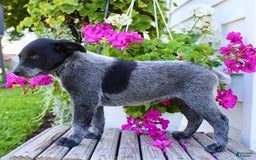Australian Cattle Dog dogs for sale: Brenda - Image 4