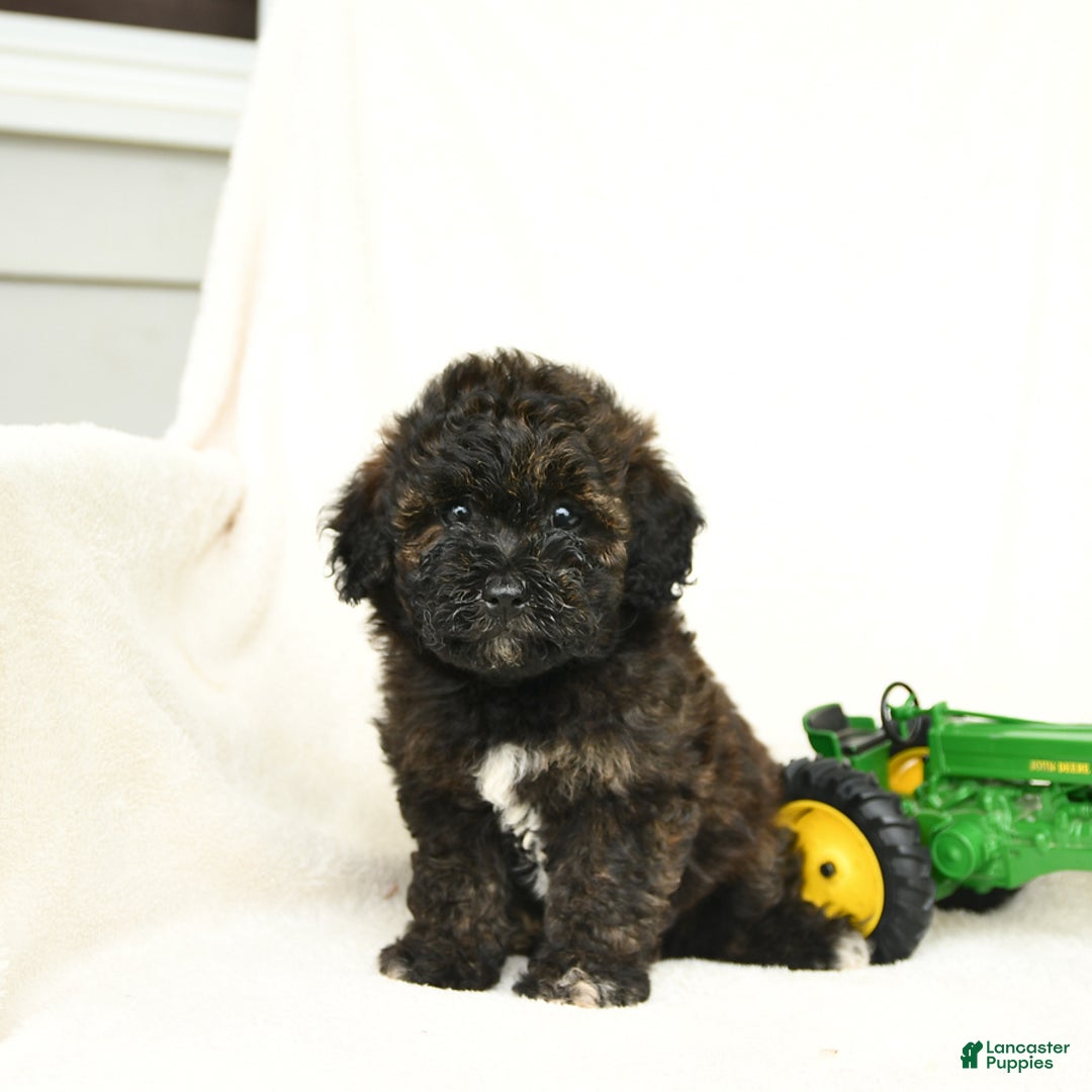 Bichpoo dogs for sale: Peppermint Patty - Image 4