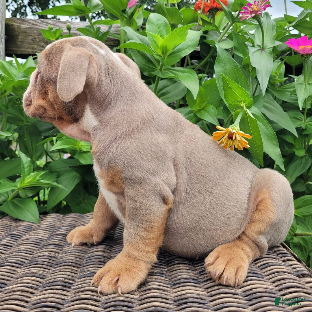 English Bulldog dogs for sale: Truffles - Image 16