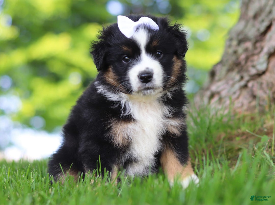 Australian Shepherd dogs for sale: Cove - Image 3