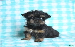 Morkie dogs for sale: Ginger - Image 2