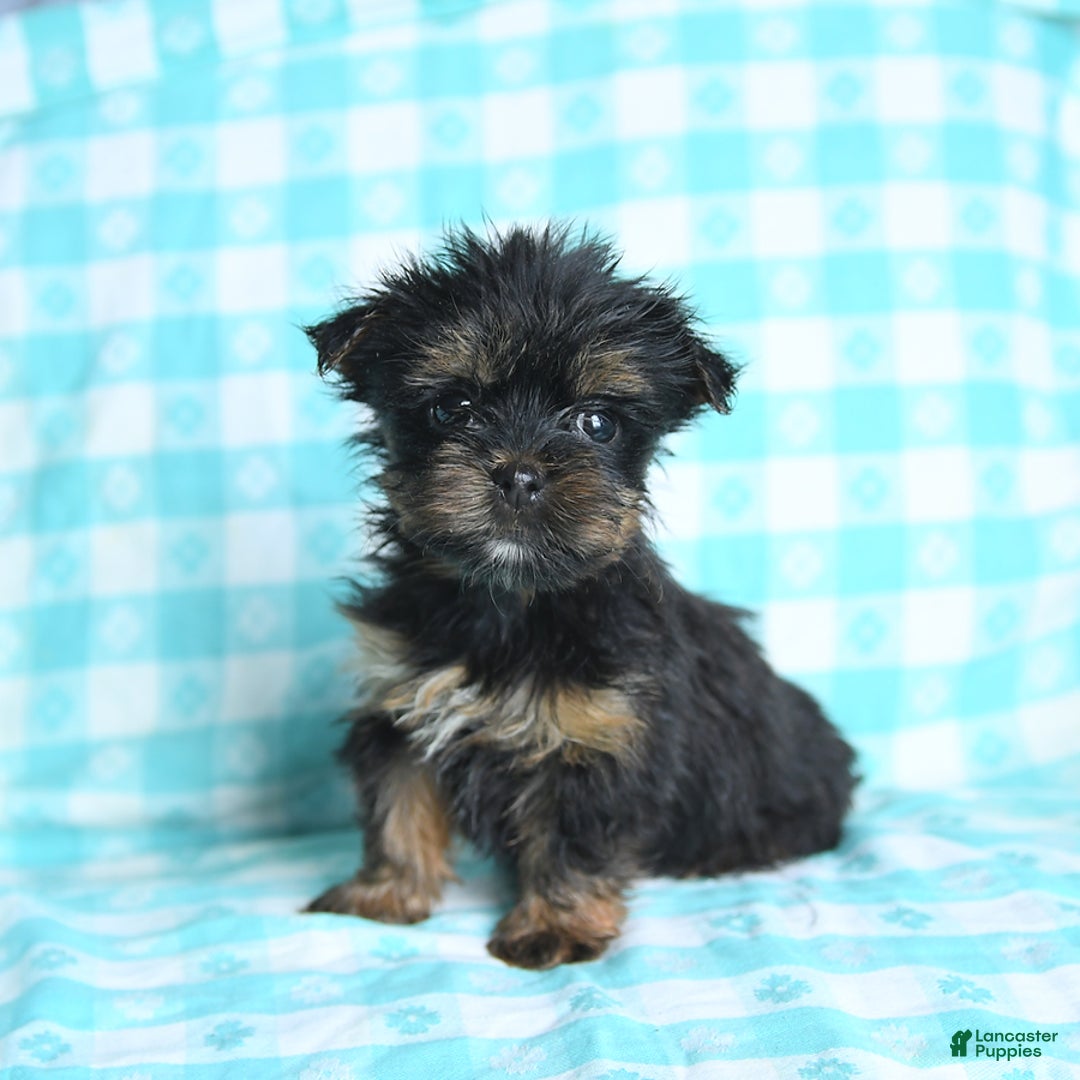 Morkie dogs for sale: Ginger - Image 2