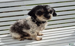 Shihpoo dogs for sale: Brodie - Image 3