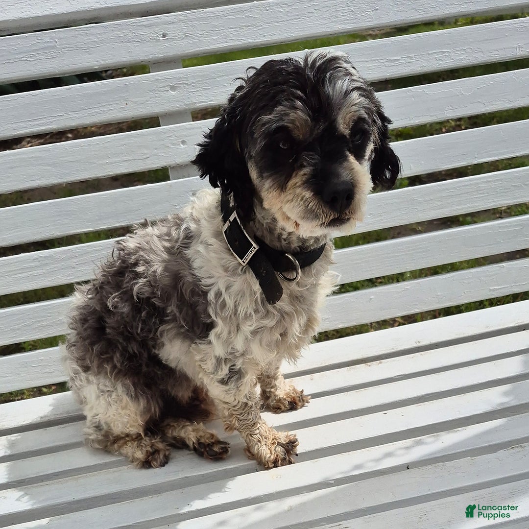 Shihpoo dogs for sale: Brodie - Image 3