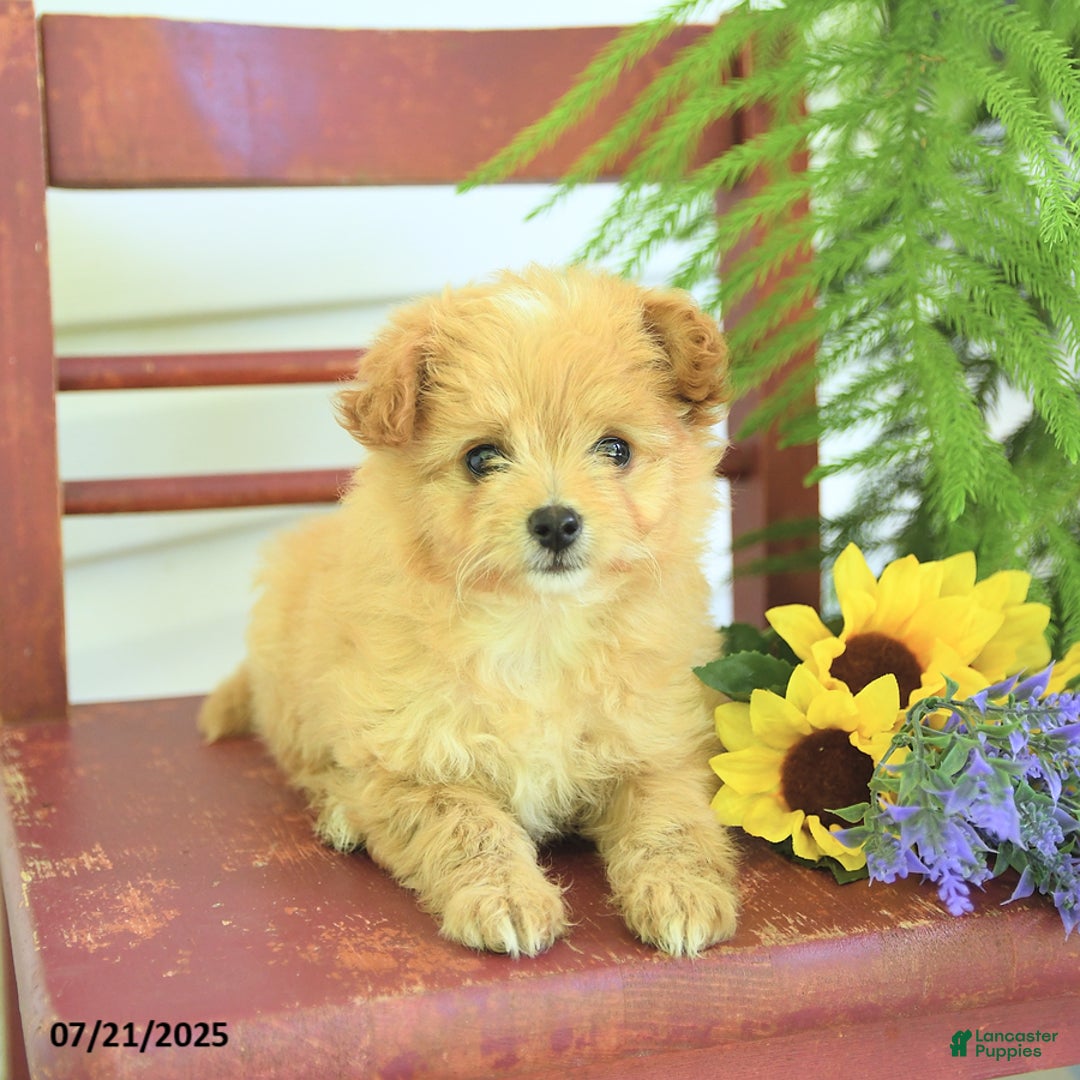 Pomapoo dogs for sale: Sweetie - Image 2