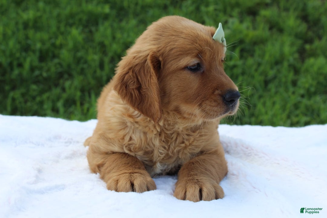 Golden Retriever dogs for sale: Amber - Image 9