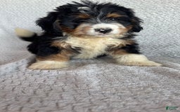 Mini Bernedoodle dogs for sale: Miles - Image 5