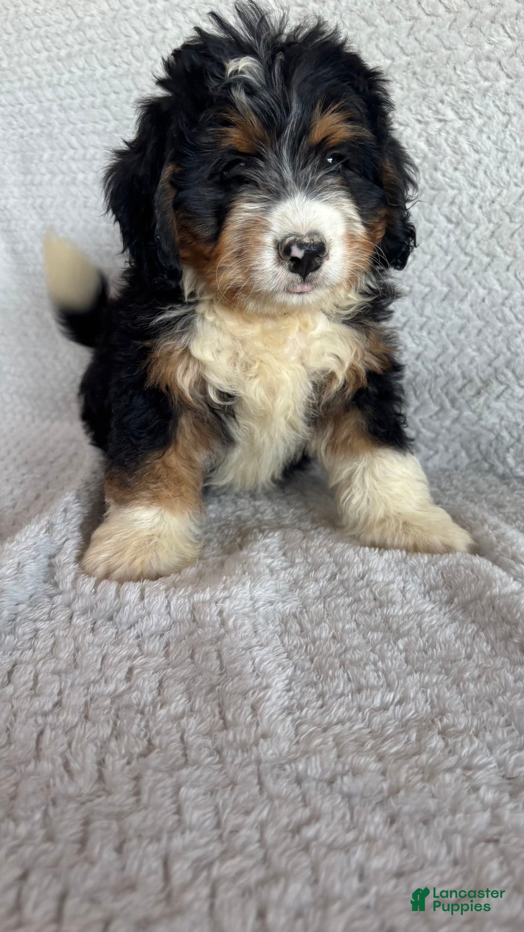 Mini Bernedoodle dogs for sale: Miles - Image 5