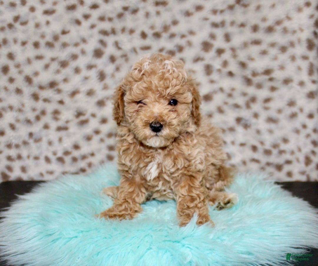 Miniature Poodle dogs for sale: Cedar - Image 1