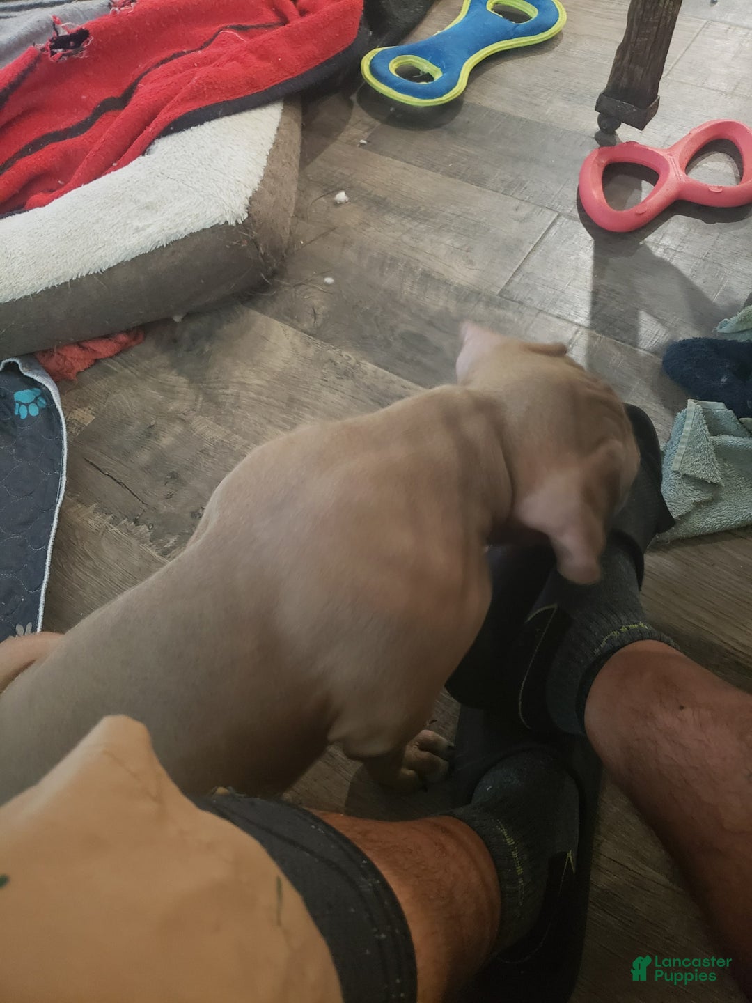 American Bully dogs for sale: Big Hoss - Image 90