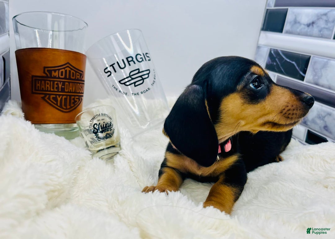 Miniature Dachshund dogs for sale: Jasmine - Image 5