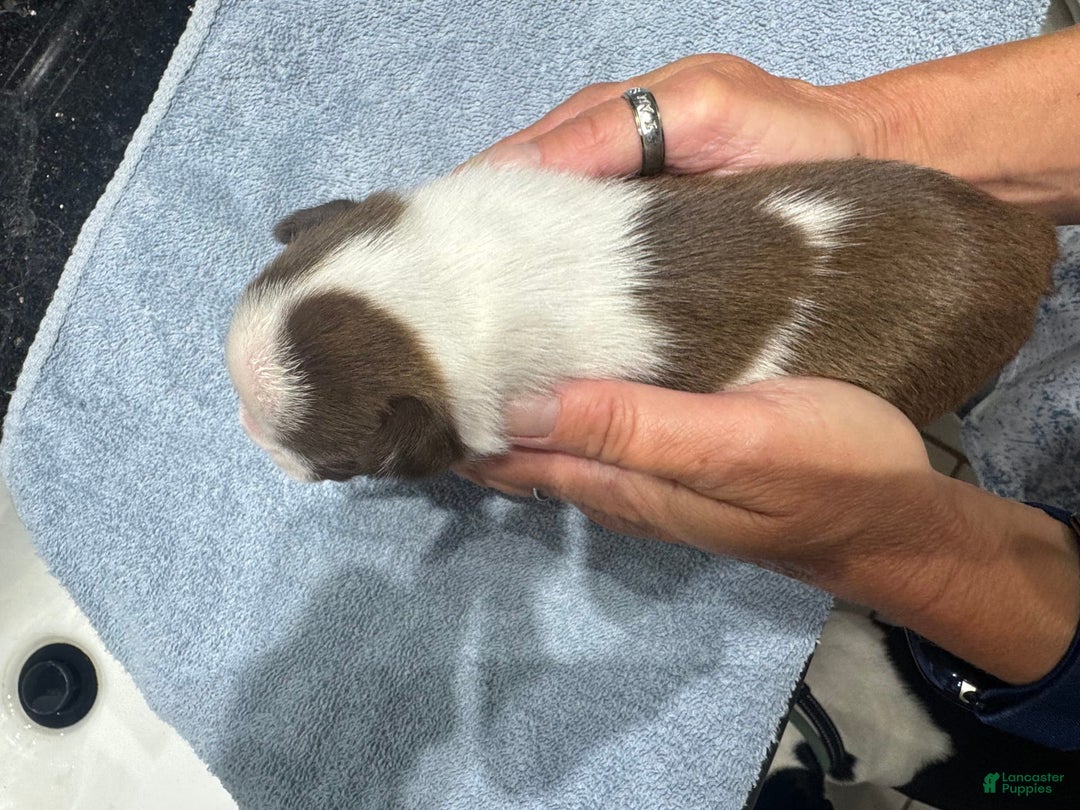 Boston Terrier dogs for sale: Ziggy - Image 2