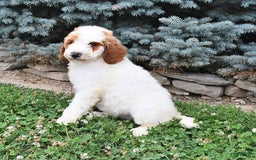 Standard Poodle dogs for sale: Dakota - Image 4