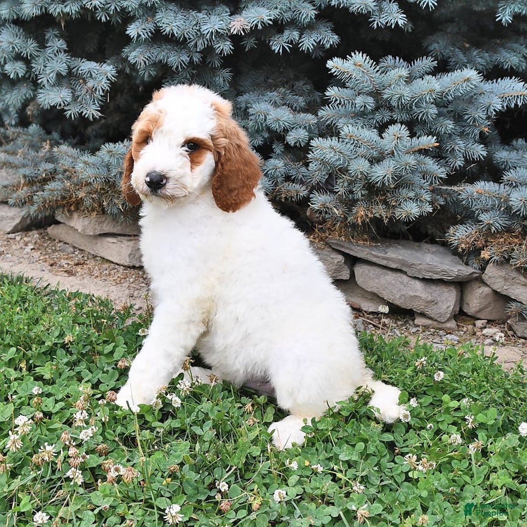 Standard Poodle dogs for sale: Dakota - Image 4