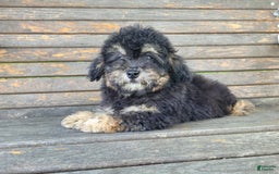 Lhasapoo dogs for sale: Mr. Bentley - Image 1